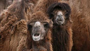 Fakta om kameldjur