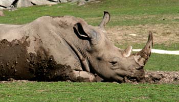 Fakta om noshörningar