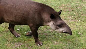 Fakta om tapirer