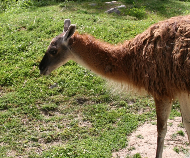 Guanaco