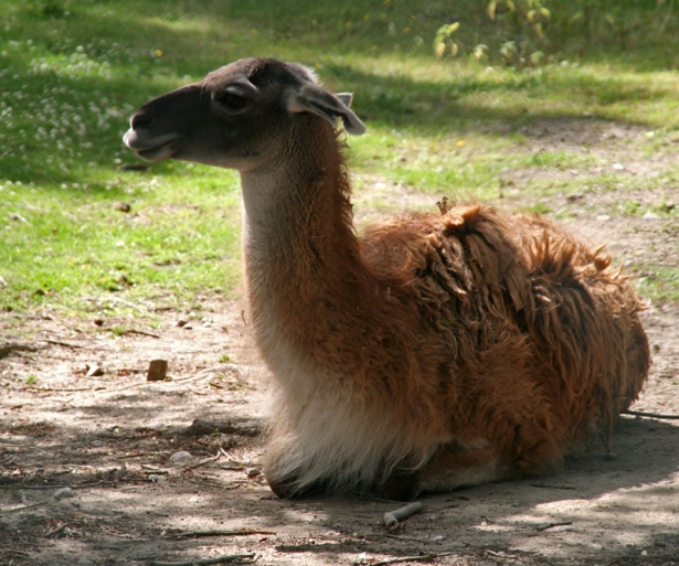 Guanaco