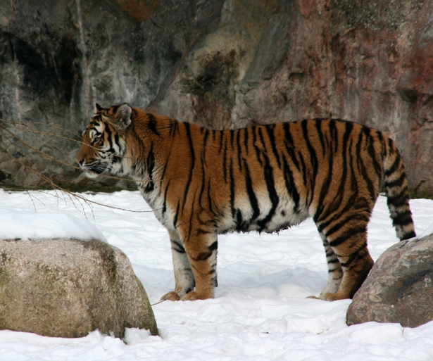 Sibirisk tiger