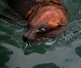Sydafrikansk sjöbjörn